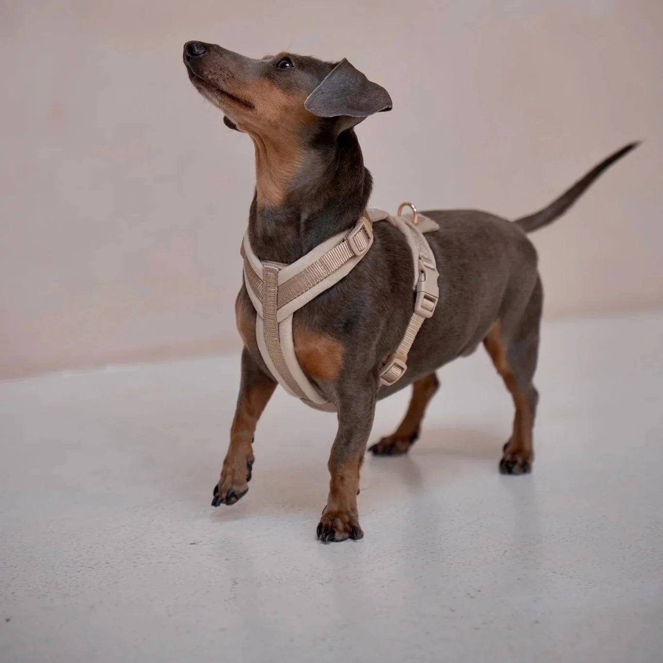Yellow - Velvet Dog Harness Velvet Harness FURLOU