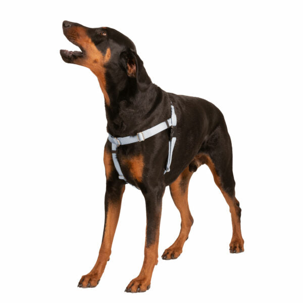 Silver Freedom No-Pull Dog Harness Freedom Harness 2 Hounds Design