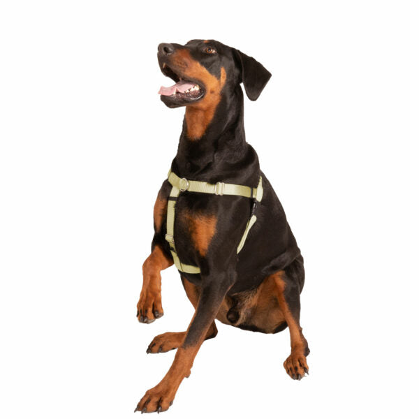 Tan Freedom No-Pull Dog Harness Freedom Harness 2 Hounds Design