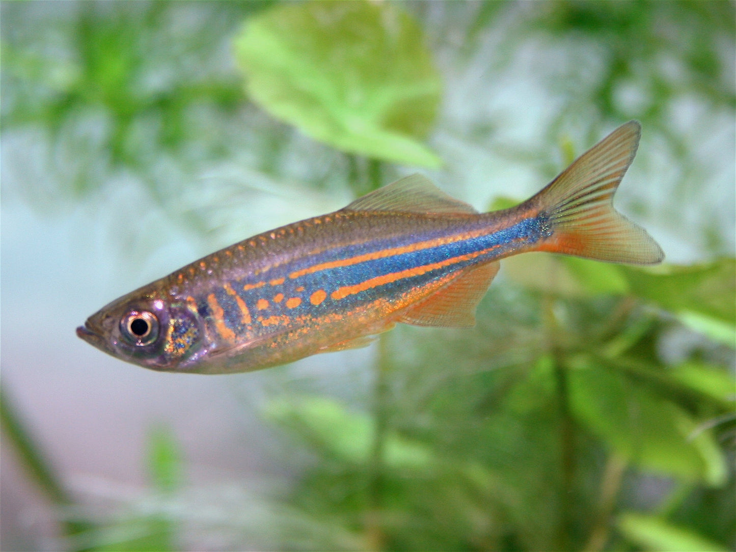 Giant Danio DANIO Danaqua Live Fish & More