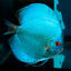 Blue Diamond Discus (Symphysodon discus) DISCUS Danaqua Live Fish & More