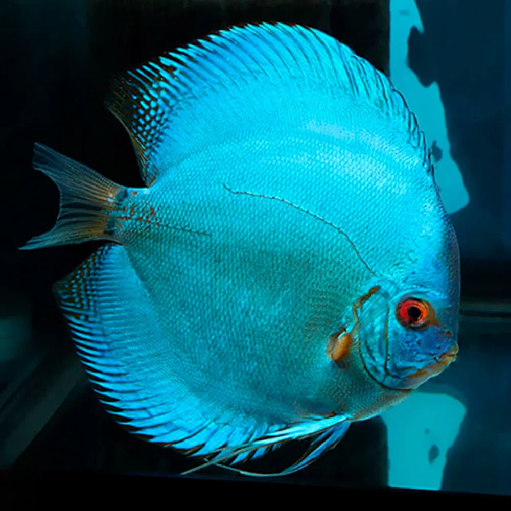 Blue Diamond Discus (Symphysodon discus) DISCUS Danaqua Live Fish & More