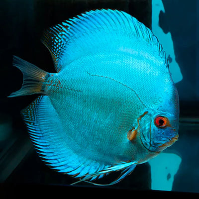 Blue Diamond Discus (Symphysodon discus) DISCUS Danaqua Live Fish & More