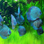 HI-FIN TURQUOISE DISCUS DISCUS Danaqua Live Fish & More