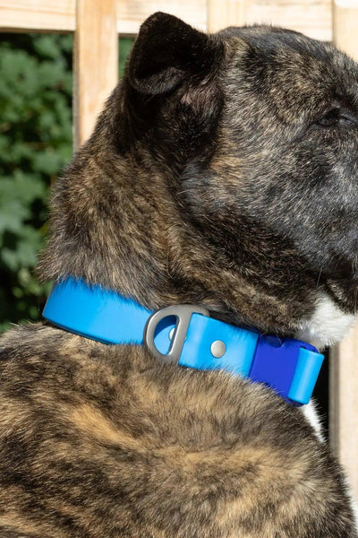 Dockside Adventures Waterproof Dog Collar Collar Aria the Fox