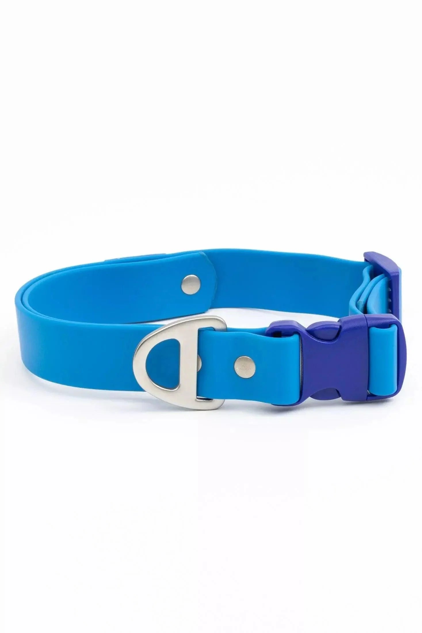 Dockside Adventures Waterproof Dog Collar Candy Blue Ultramarine Collar Aria the Fox