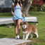 Dockside Adventures Waterproof Dog Collar Collar Aria the Fox