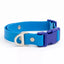 Dockside Adventures Waterproof Dog Collar Candy Blue Ultramarine Collar Aria the Fox