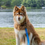 Dockside Adventures Waterproof Dog Leash Leash Aria the Fox