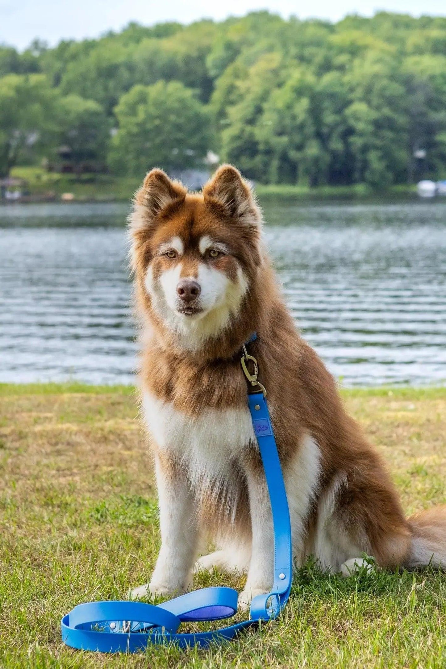 Dockside Adventures Waterproof Dog Leash Leash Aria the Fox