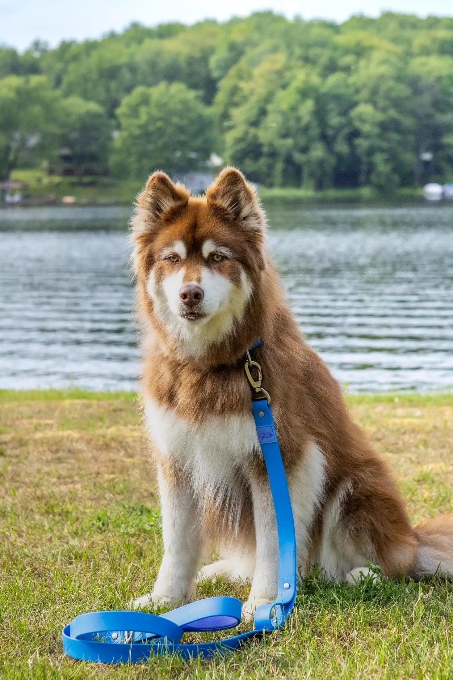 Dockside Adventures Waterproof Dog Leash Leash Aria the Fox