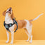 Dogline Quest Multi-Purpose No Pull Dog Harness Dog Harnesses Dogline