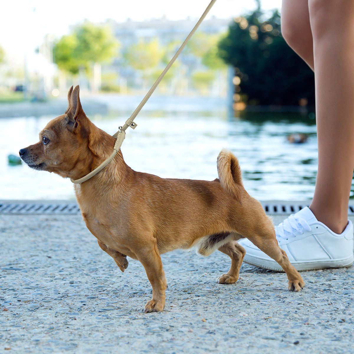 Soft Leather Round Slip Lead for Dogs Dog Leashes Dogline