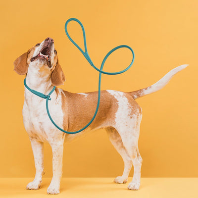 Soft Leather Round Slip Lead for Dogs Dog Leashes Dogline