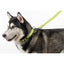 Comfort Microfiber Flat Dog Collar Dog Collars Dogline