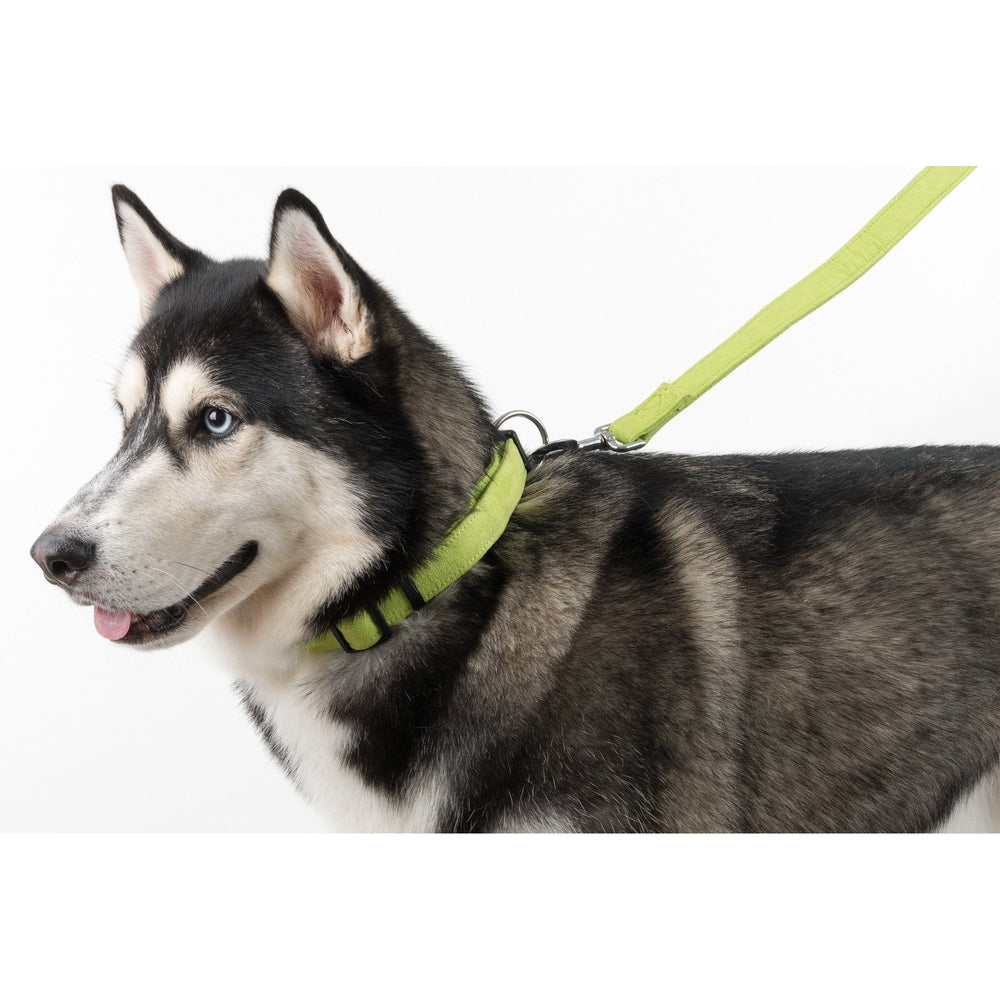 Comfort Microfiber Flat Dog Collar Dog Collars Dogline