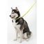 Comfort Microfiber Flat Dog Collar Dog Collars Dogline