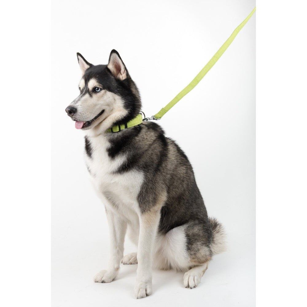 Comfort Microfiber Flat Dog Collar Dog Collars Dogline
