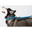 Comfort Microfiber Flat Dog Collar Dog Collars Dogline