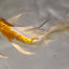 Butterfly koi KOI Danaqua Live Fish & More