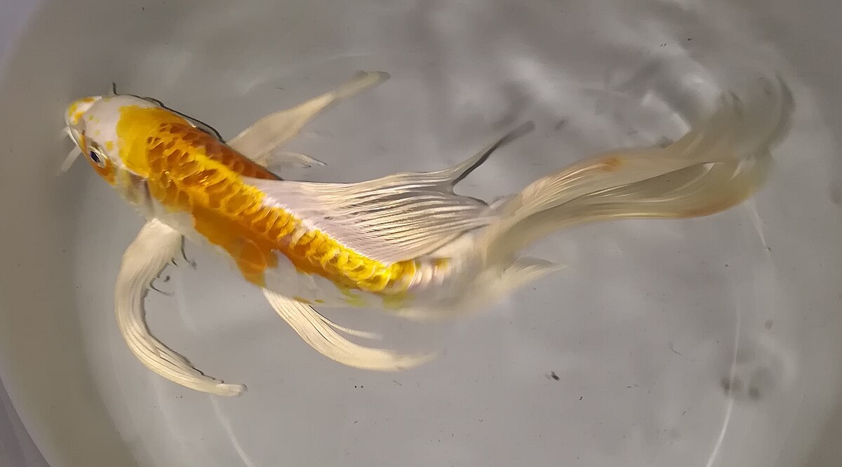 Butterfly koi KOI Danaqua Live Fish & More