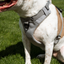 Magnetic Dog Harness with Handle - Easy On, No-Pull Design Pet Harness Up Dog Shop