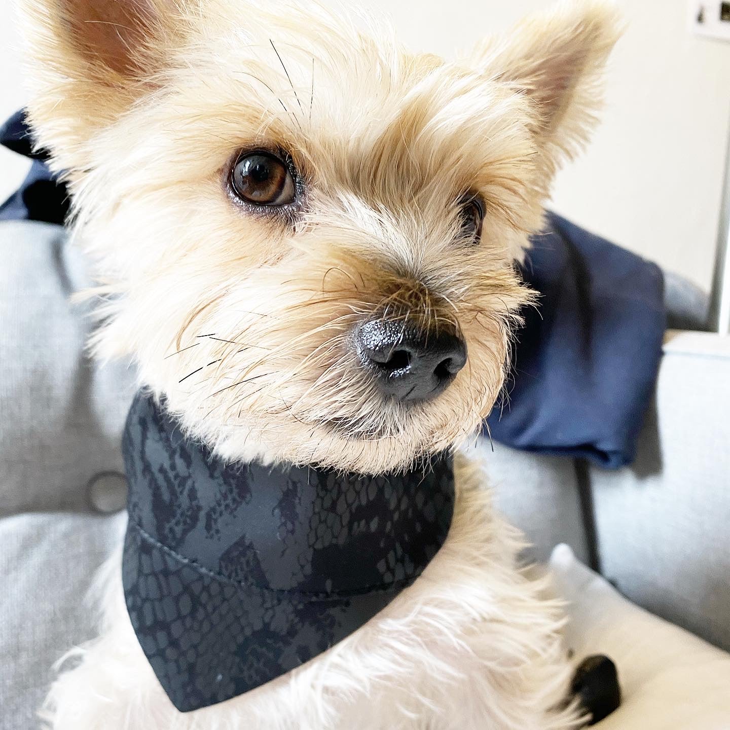'Andy' Reversible Pet Bandana BANDANA BESPOKE PAWS