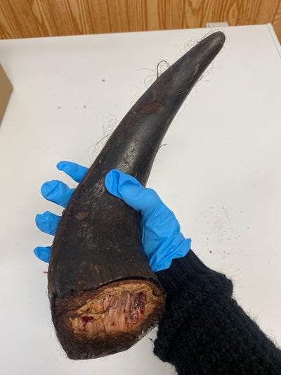 Bison Horn (Grass Fed & Finished) Naked Beasts