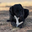 Ever Antler Nylon Chew Bone | Elk Antler Shaped Dog Toy for Aggressive Chewers | SodaPup