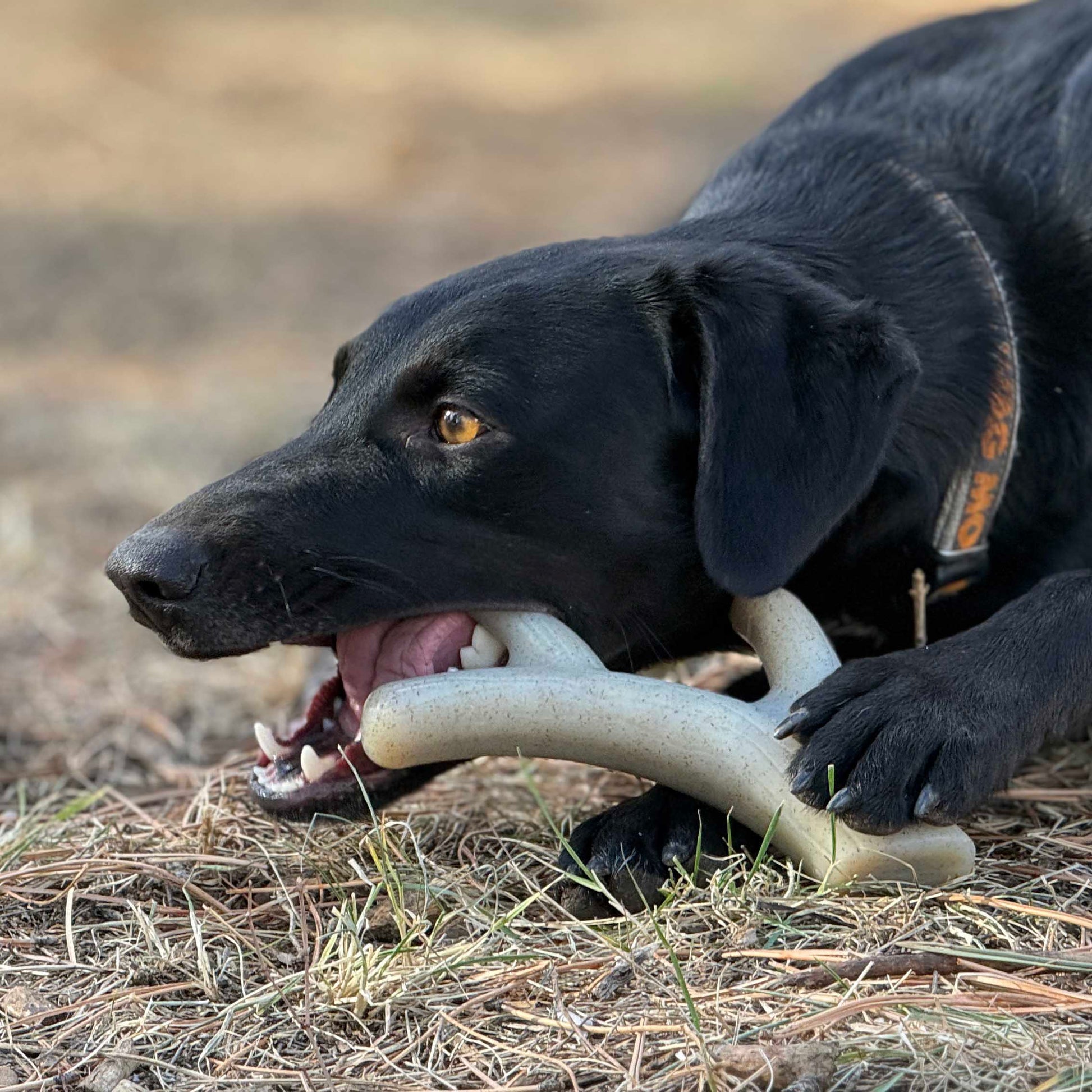 Ever Antler Nylon Chew Bone | Elk Antler Shaped Dog Toy for Aggressive Chewers | SodaPup Nylon Dog Toys SodaPup/True Dogs, LLC