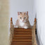 The Expedition - Cat Jungle Gym Wall System Cat Condo Catastrophic Creations