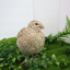 Fertile Quail Eggs – Choose Your Variety Egyptian Gold Fertile Quail Eggs Buddys Hatchery