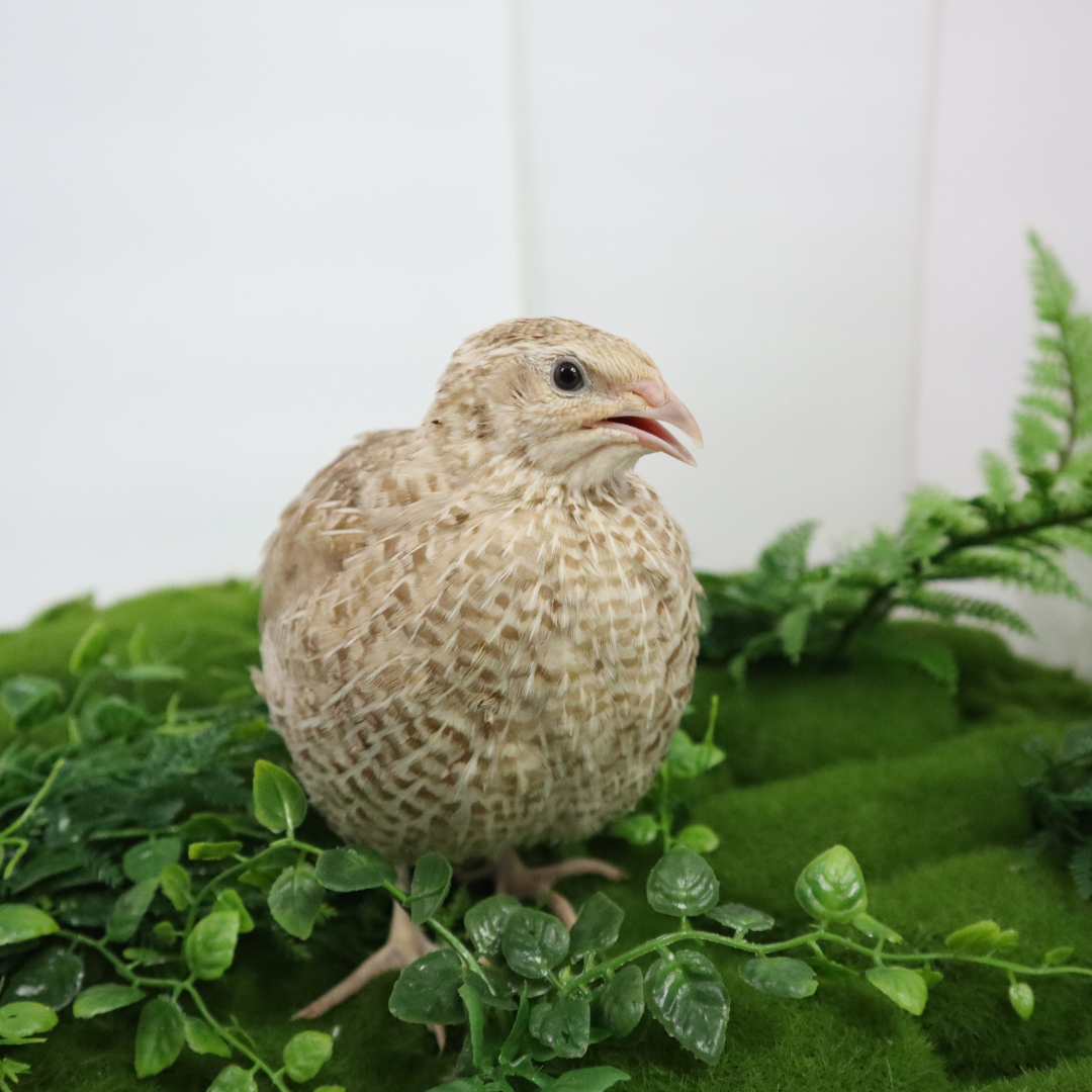 Fertile Quail Eggs – Choose Your Variety Egyptian Gold Fertile Quail Eggs Buddys Hatchery