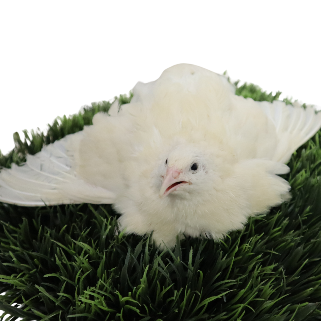 Jumbo White Coturnix Hatching Eggs - Premium Quail Eggs for Hatching - Perfect for Homesteaders, Breeders, Hobbyists - Freshly Collected for High Hatch Rates Buddys Hatchery