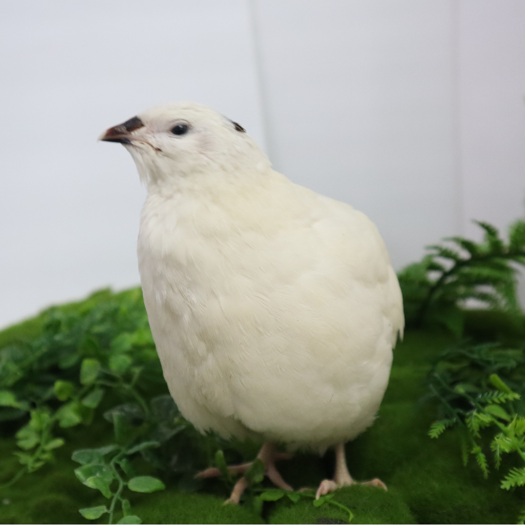 Jumbo White Coturnix Hatching Eggs - Premium Quail Eggs for Hatching - Perfect for Homesteaders, Breeders, Hobbyists - Freshly Collected for High Hatch Rates 48 Buddys Hatchery