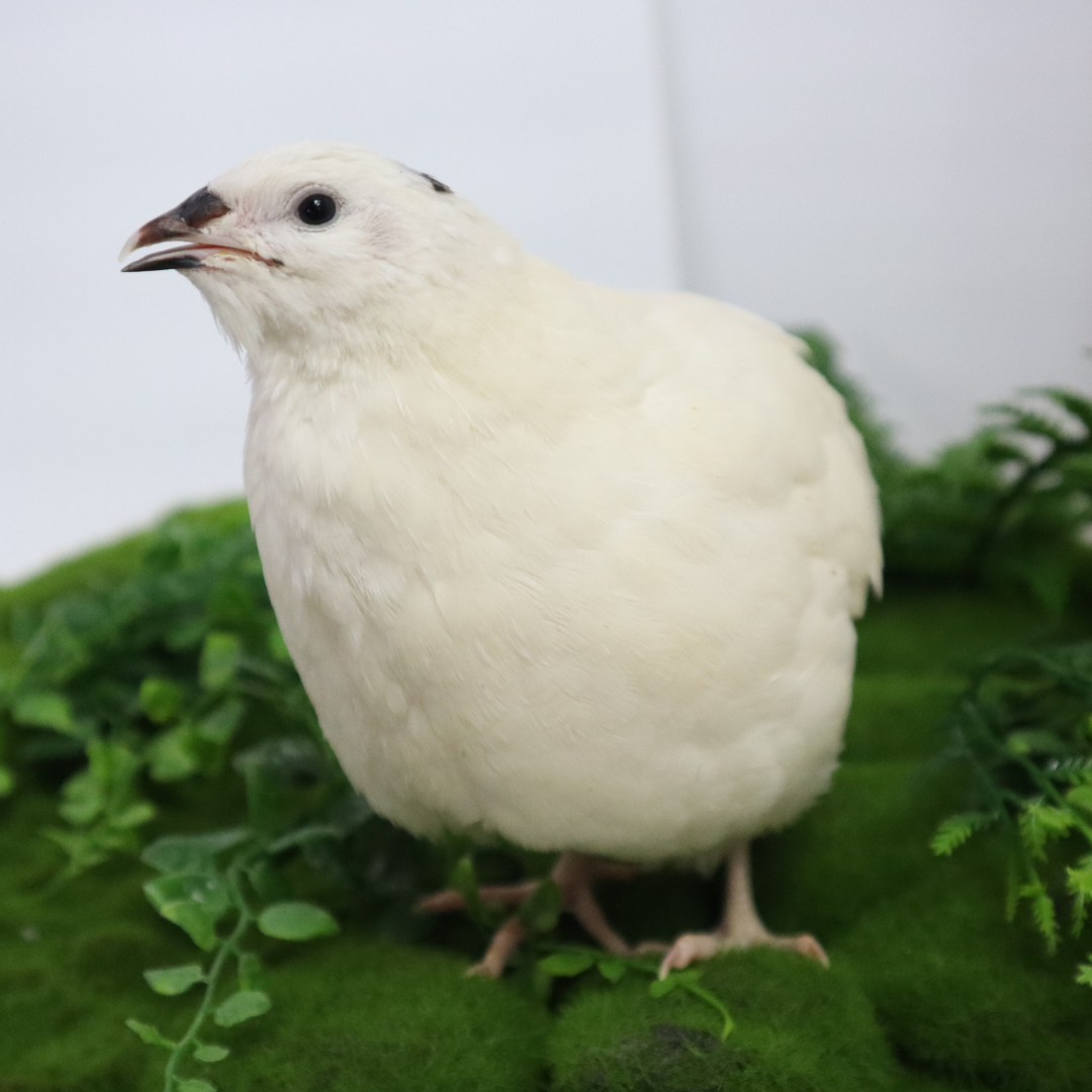 Jumbo White Coturnix Hatching Eggs - Premium Quail Eggs for Hatching - Perfect for Homesteaders, Breeders, Hobbyists - Freshly Collected for High Hatch Rates Buddys Hatchery