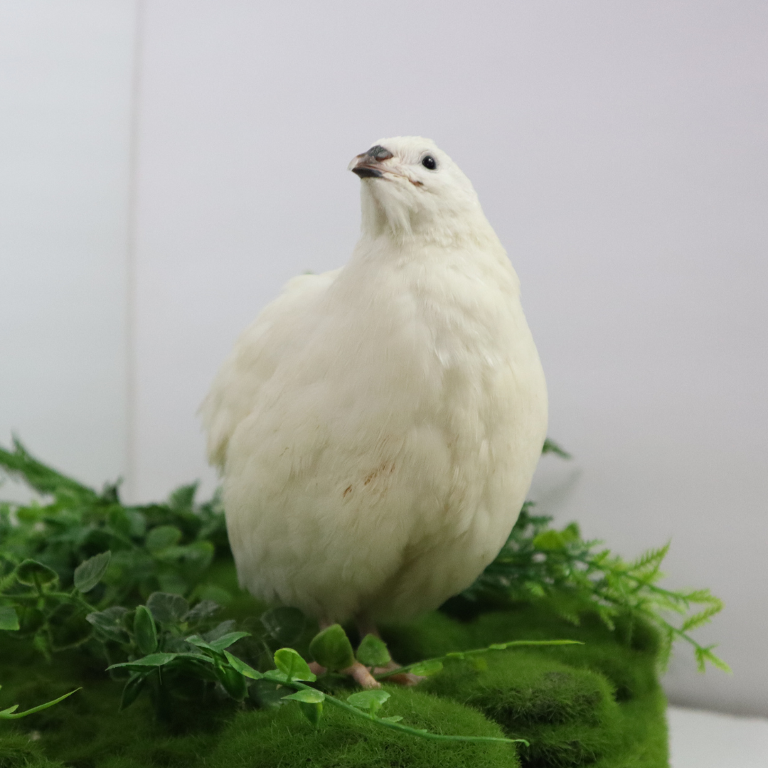 Jumbo White Coturnix Hatching Eggs - Premium Quail Eggs for Hatching - Perfect for Homesteaders, Breeders, Hobbyists - Freshly Collected for High Hatch Rates Buddys Hatchery
