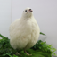 Jumbo White Coturnix Hatching Eggs - Premium Quail Eggs for Hatching - Perfect for Homesteaders, Breeders, Hobbyists - Freshly Collected for High Hatch Rates Buddys Hatchery
