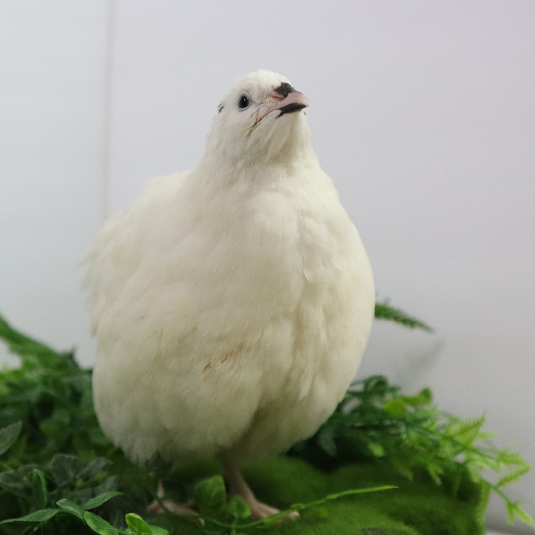 Jumbo White Coturnix Hatching Eggs - Premium Quail Eggs for Hatching - Perfect for Homesteaders, Breeders, Hobbyists - Freshly Collected for High Hatch Rates Buddys Hatchery