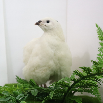 Jumbo White Coturnix Hatching Eggs - Premium Quail Eggs for Hatching - Perfect for Homesteaders, Breeders, Hobbyists - Freshly Collected for High Hatch Rates Buddys Hatchery