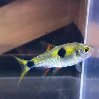 Bucktooth Tetra (Exodon paradoxus) TETRA Danaqua Live Fish & More