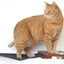 Dog Proof Cat Feeder - Wall-Mounted - Raised Cat Hammock Catastrophic Creations