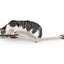 Dog Proof Cat Feeder - Wall-Mounted - Raised Cat Hammock Catastrophic Creations