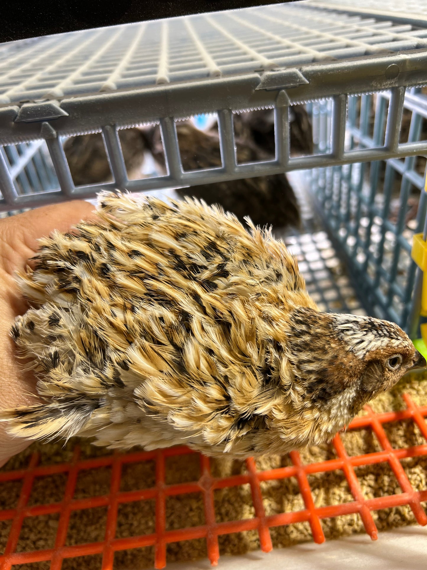 Jumbo Italian Quail Hatching Eggs Buddys Hatchery