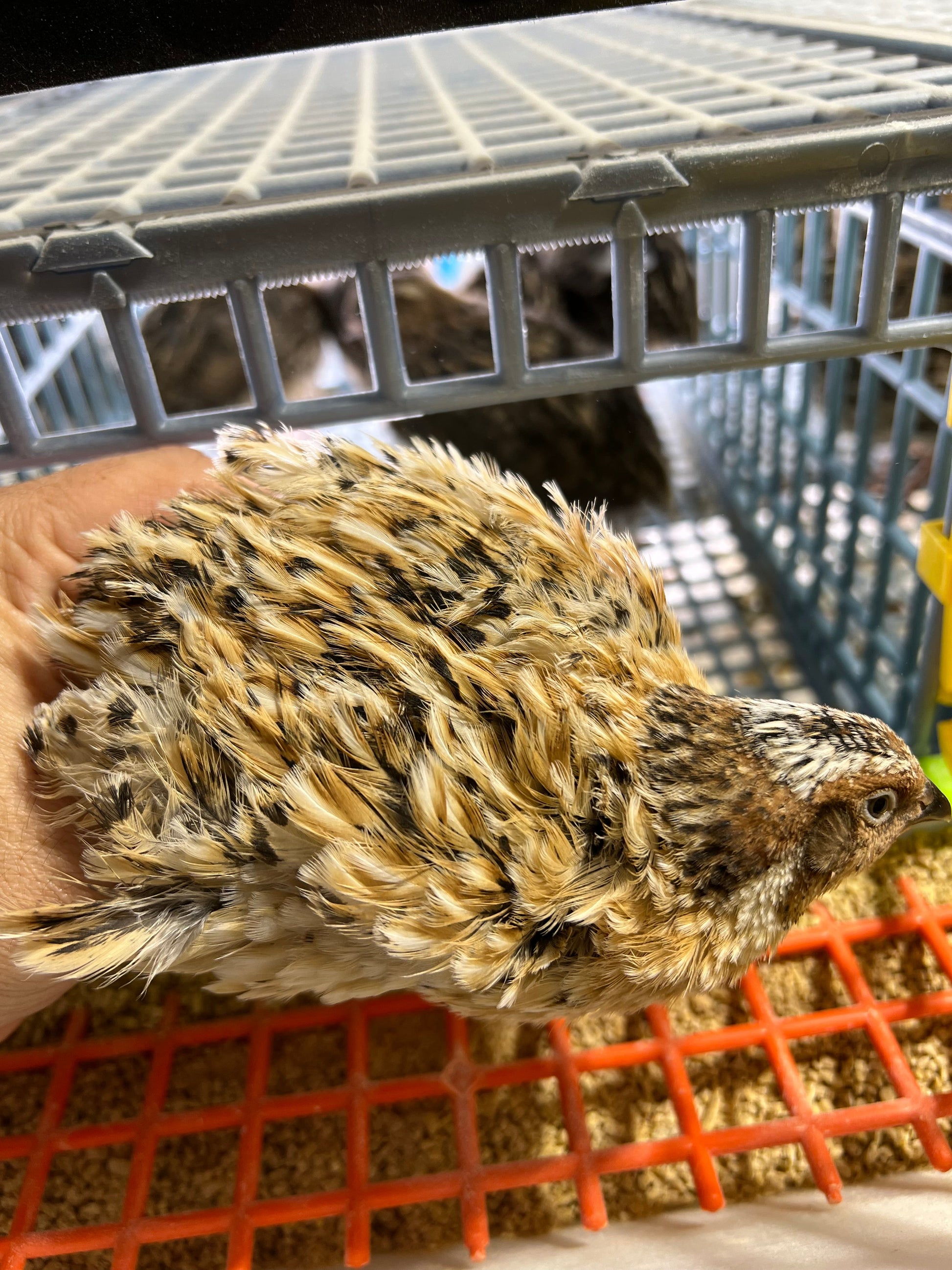 Jumbo Italian Quail Hatching Eggs Buddys Hatchery