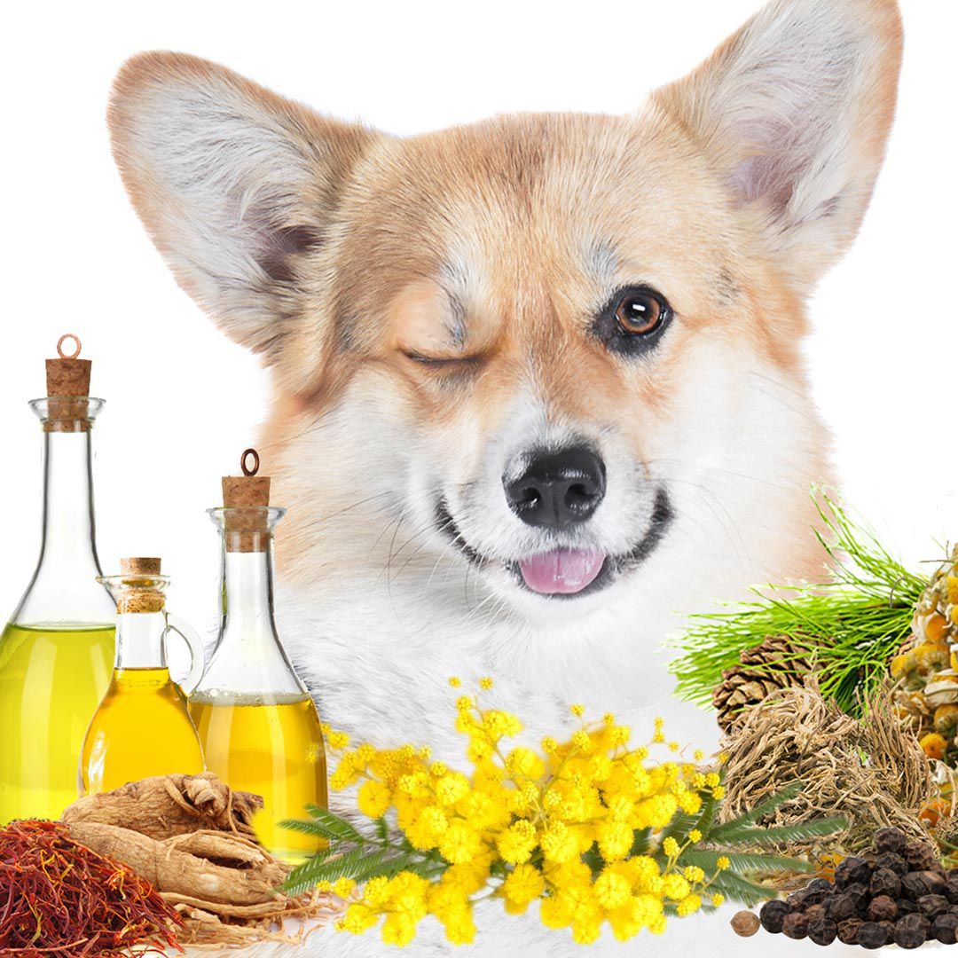 First Sniff Dog Cologne - Your First Sniff Stays on My Mind Cologne The Blissful Dog