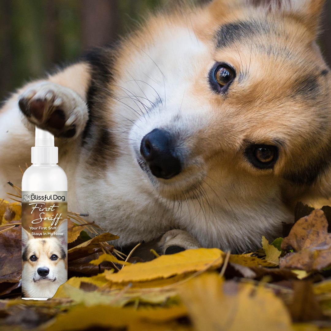 First Sniff Dog Cologne - Your First Sniff Stays on My Mind 8 oz Cologne The Blissful Dog