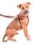 Falling Leaves Freedom No-Pull Dog Harness – EarthStyle 2 Hounds Design