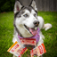 Snack Pack Dog Treat Sampler Snack Pack Farm To Pet