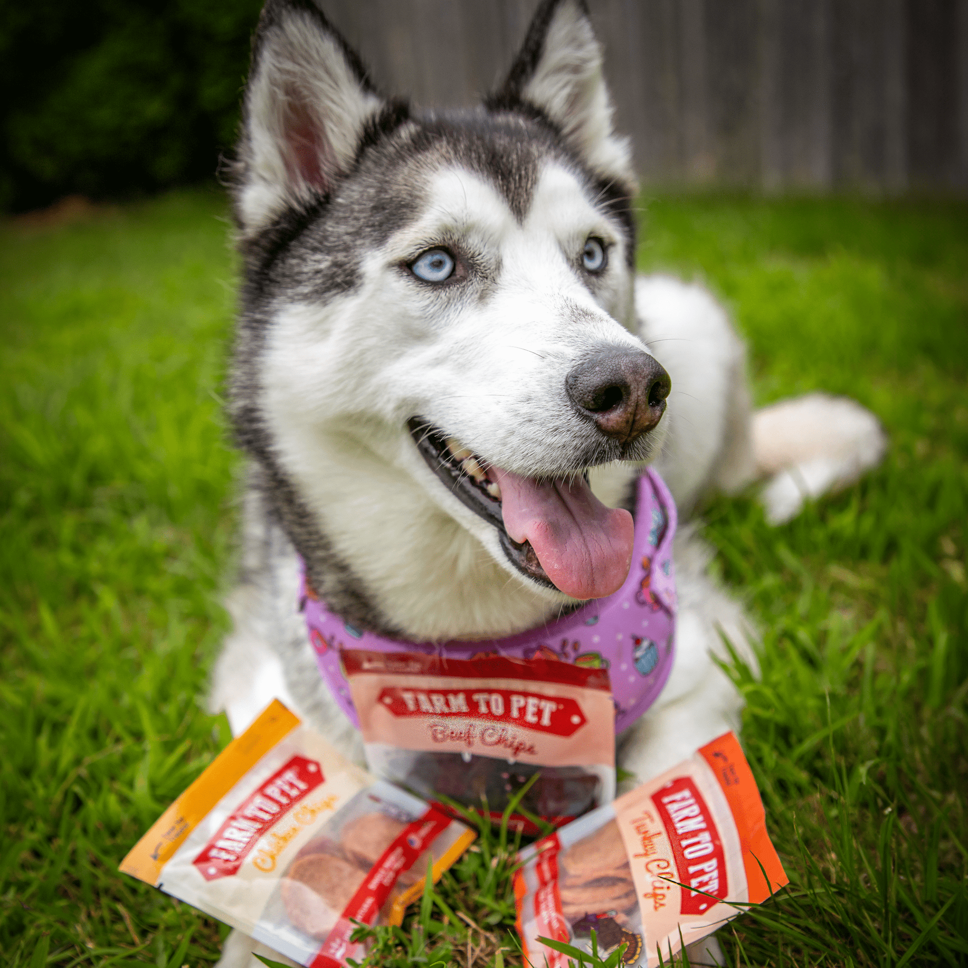 Snack Pack Dog Treat Sampler Snack Pack Farm To Pet